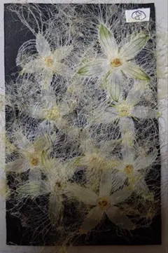 押し花 カラスウリ10枚