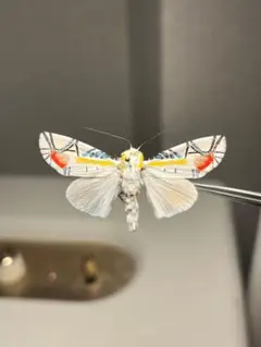 2026年最新】昆虫標本の人気アイテム - メルカリ