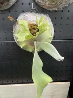 P.willinckii Leonids ビカクシダ - メルカリ
