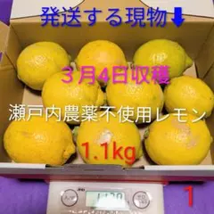 ①３月4日収穫　新鮮！瀬戸内の農薬不使用レモン