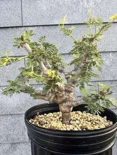 美形‼️】センナ・メリディオナリス コーデックス 観葉植物 塊根植物