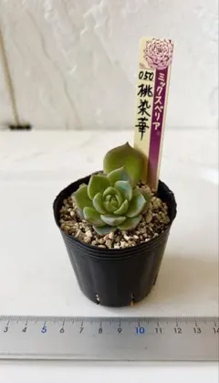 桜鬼① おらいさん ミックスベリア 発根済み 多肉植物 - メルカリ