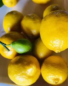 訳あり！産地直送 広島県蒲刈産レモン 1kg - メルカリ