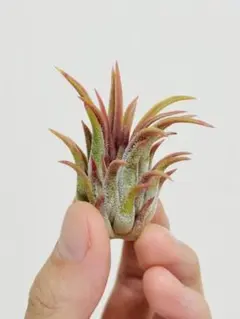 tillandsia Ionantha Pyramid (RFI) 速達発送 - メルカリ
