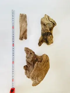 流木3点セット
