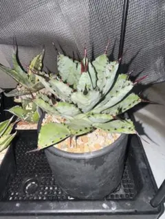 八荒雷神 大株 アガベ 八荒雷神 特選 大株 - メルカリ