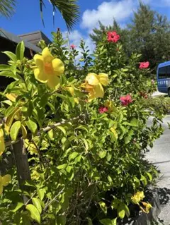 sky⭐︎様　専用