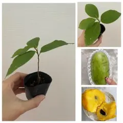 1ポット【ポットごと発送・巨大実から採取した種の苗】ポポー苗のサムネイル