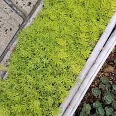 ゴールドビューティー　多肉植物詰め合わせセットカット苗。寄せ植えセット。多肉弁当