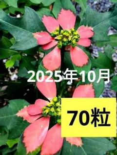 2026年最新】サマーポインセチア 苗の人気アイテム - メルカリ