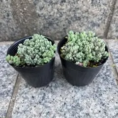 tokoちゃん様専用　パープルヘイズ② 2個　ゴールデンカーペット2個　抜き苗