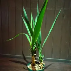 2025年最新】観葉植物 ユッカ エレファンティペスの人気アイテム