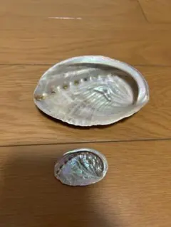 アワビ 貝殻 2個セット
