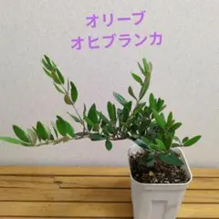 올리브 오히블랑카 모종