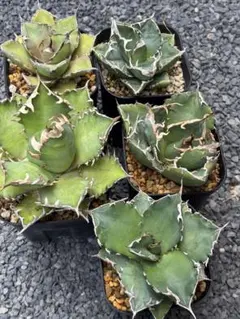 【鉢ごと発送】人気のチタノタ12種セット【ネームタグ付】 鉢ごと発送】人気のチタノタ12種セット【ネームタグ付】 - メルカリ