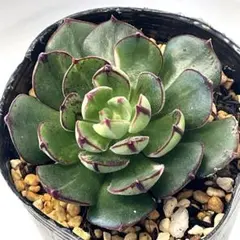 2026年最新】ジョアンダニエル 多肉の人気アイテム - メルカリ