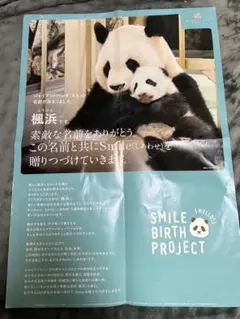 楓浜 アドベンチャーワールド　誕生記念ポスター72×51cm 白浜市配布非売品