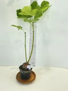 イチジク(ホワイトイスキア)苗のサムネイル