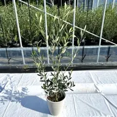 【たんぽぽ】ひなかぜ高さ100㎝前後、パープルスプレンダー高さ120㎝前後 たんぽぽ様専用】ひなかぜ高さ100㎝前後、パープルスプレンダー高さ120