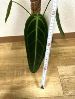 2025年最新】アンスリウム ワロクアーナム ダークナローの人気