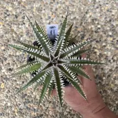 key-t様 リクエスト 2点 まとめ商品