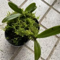 胡蝶蘭 原種 交配種 激レア 入手困難phal.lueddemanniana - メルカリ