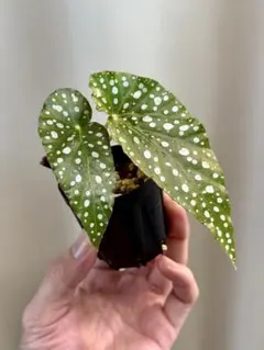 2025年最新】ベゴニアマクラータの人気アイテム - メルカリ