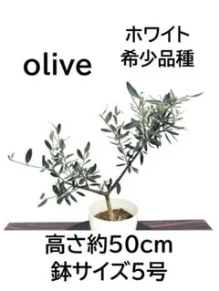 オリーブの木　ホワイト　5号　約50cm　NO.1006　希少品種　現品掲載 オリーブの木 ホワイト 5号 約50cm NO.1006 希少品種 現品掲載 - メルカリ