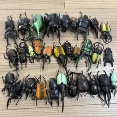 2026年最新】クワガタ 標本の人気アイテム - メルカリ