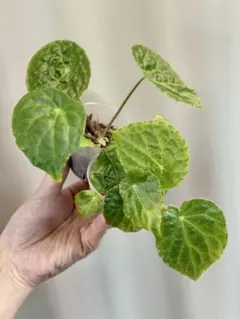 原種ベゴニア ネグロセンシス Begonia negrosensis ① - メルカリ