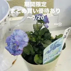 kajuko様 リクエスト 3点 まとめ商品