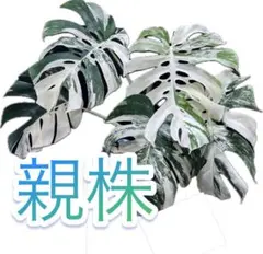 ⑭【超極太茎2㎝】3節／発芽されてます／斑入り／ホワイトタイガー　モンステラのサムネイル