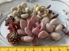 多肉植物 カット苗 詰め合わせ 多肉弁当 寄せ植え おまけ付き