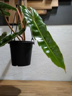 2026年最新】レアフィロデンドロンの人気アイテム - メルカリ