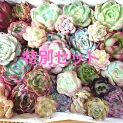 Blessing of Earth様 リクエスト 2点 まとめ商品