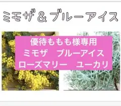 専用です☘️フレッシュ　ミモザ＆ブルーアイス　ネコポスいっぱい　切り花　リース