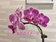 ❤︎ Kalala ミディ　胡蝶蘭　TEST8❤︎ 正規品　ポットごと発送のサムネイル