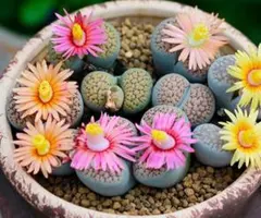 リトープス　三面　モンスター　抜き苗 2025年最新】多肉植物 リトープスの人気アイテム - メルカリ