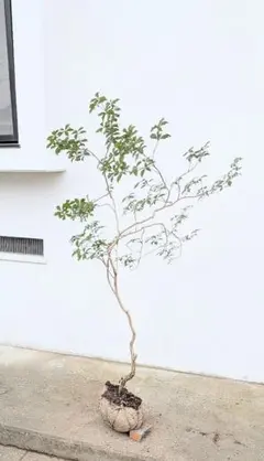 調和。山採りシロモジ。 調和。山採りシロモジ。 - メルカリ