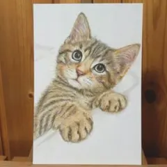色鉛筆画　手描き　仔猫