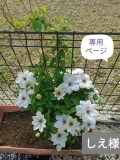 マナーベルト　しえ様専用ページ