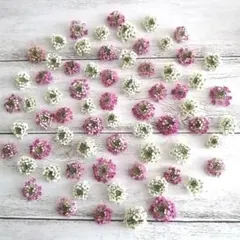 アリッサム ドライフラワー　ホワイト&ピンク