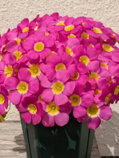 ★最終★8球 オキザリス obtusa Fluorescence Purpleのサムネイル