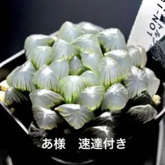 ♀レビン × ♂裏×裏　子株　ハオルチア ♀レビン × ♂裏×裏 子株 ハオルチア - メルカリ