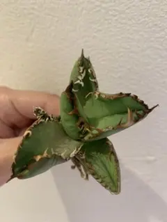 2026年最新】goodtanikuの人気アイテム - メルカリ