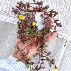 多肉植物　ルビーネックレス 抜き苗ポットの中全部