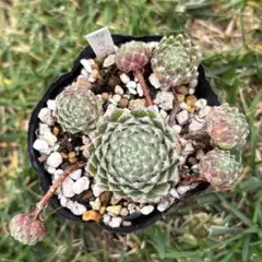 多肉73　バニラココ　札付き　ポットごとメルカリ便 多肉73 バニラココ 札付き ポットごとメルカリ便 壱】プロフ確認