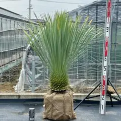 ユッカ • ロストラータ【樹高:約75cm】May05 ユッカ • ロストラータ【樹高:約100cm】Jun31 - メルカリ