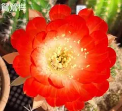 98-紅梅 超人気 花サボテン メディオロビビア カキコ - メルカリ
