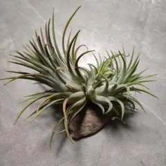 tkj様 リクエスト 2点 まとめ商品